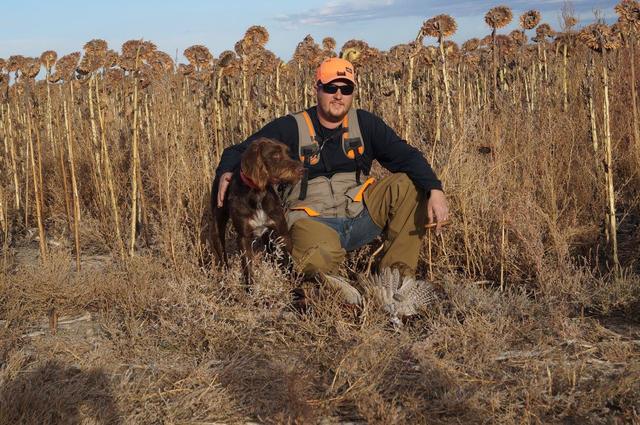 Dave and his dog in a standing sunflower field